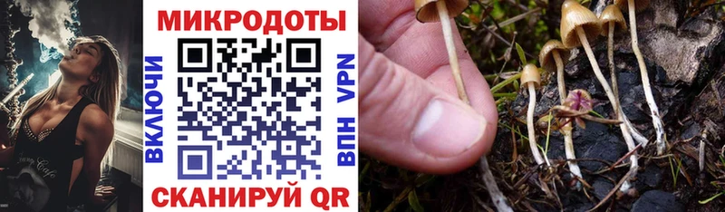 Галлюциногенные грибы Psilocybe  даркнет сайт  Богданович 